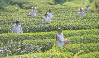 武夷山职业学院 武夷山职业学院