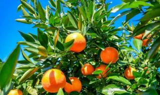 水果之乡化妆品 水果之乡化妆品